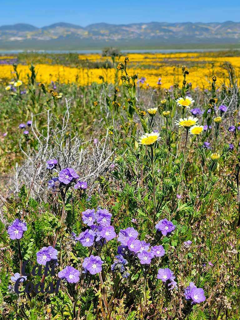 California Superbloom in San Luis Obispo County - Cali Coast Wine Country