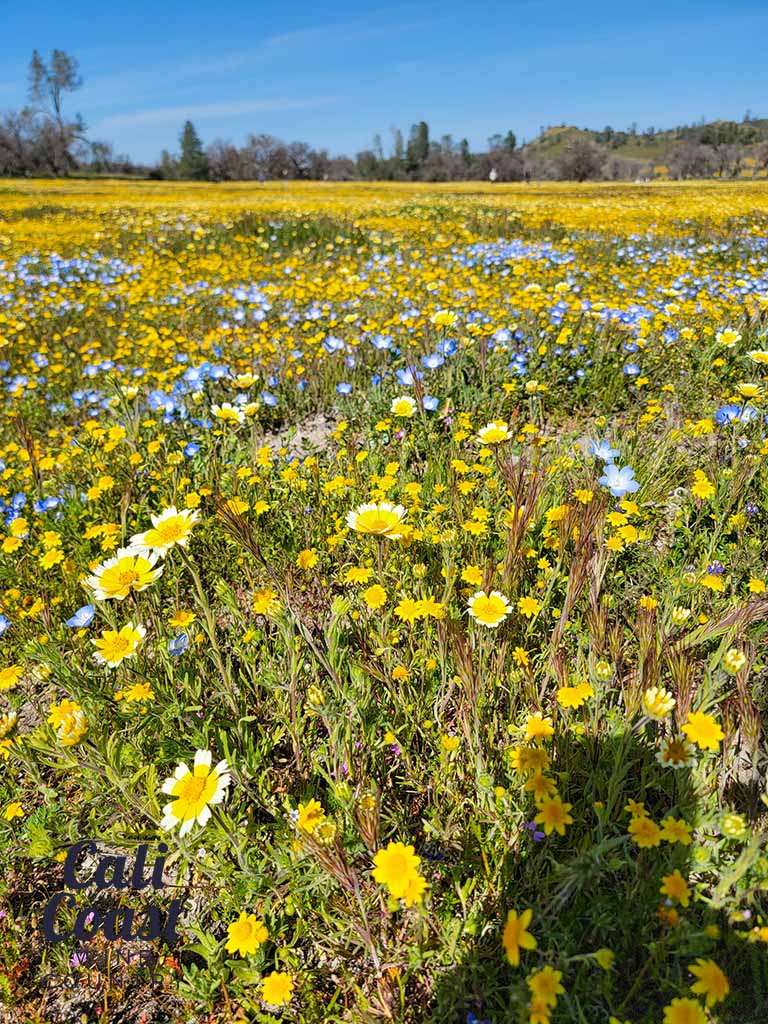 California Superbloom In San Luis Obispo County - Cali Coast Wine Country