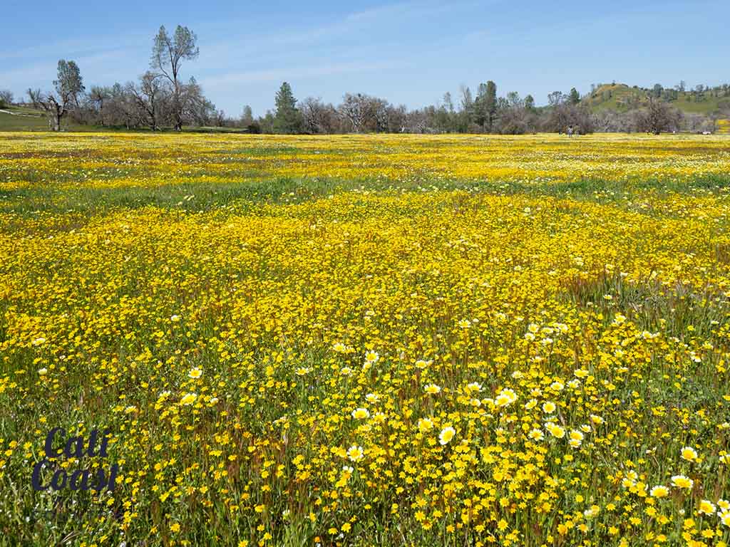 California Superbloom in San Luis Obispo County Cali Coast Wine Country